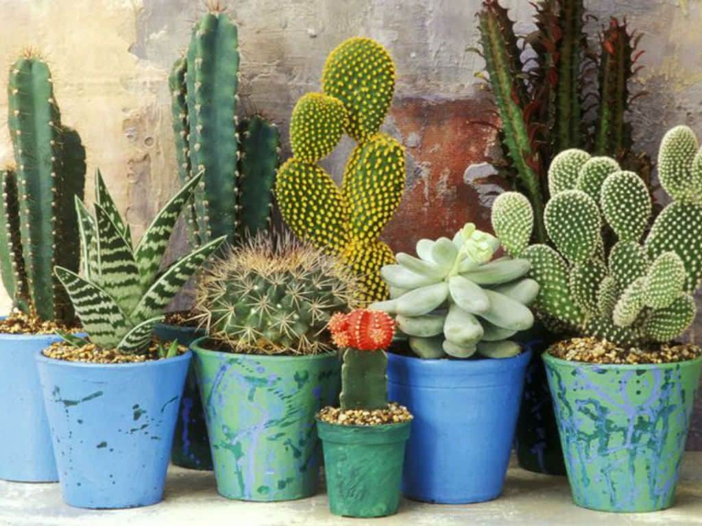 Succulent-Cacti-Lily-plant-Avec-on-H-Apartments-Spring-Growing
