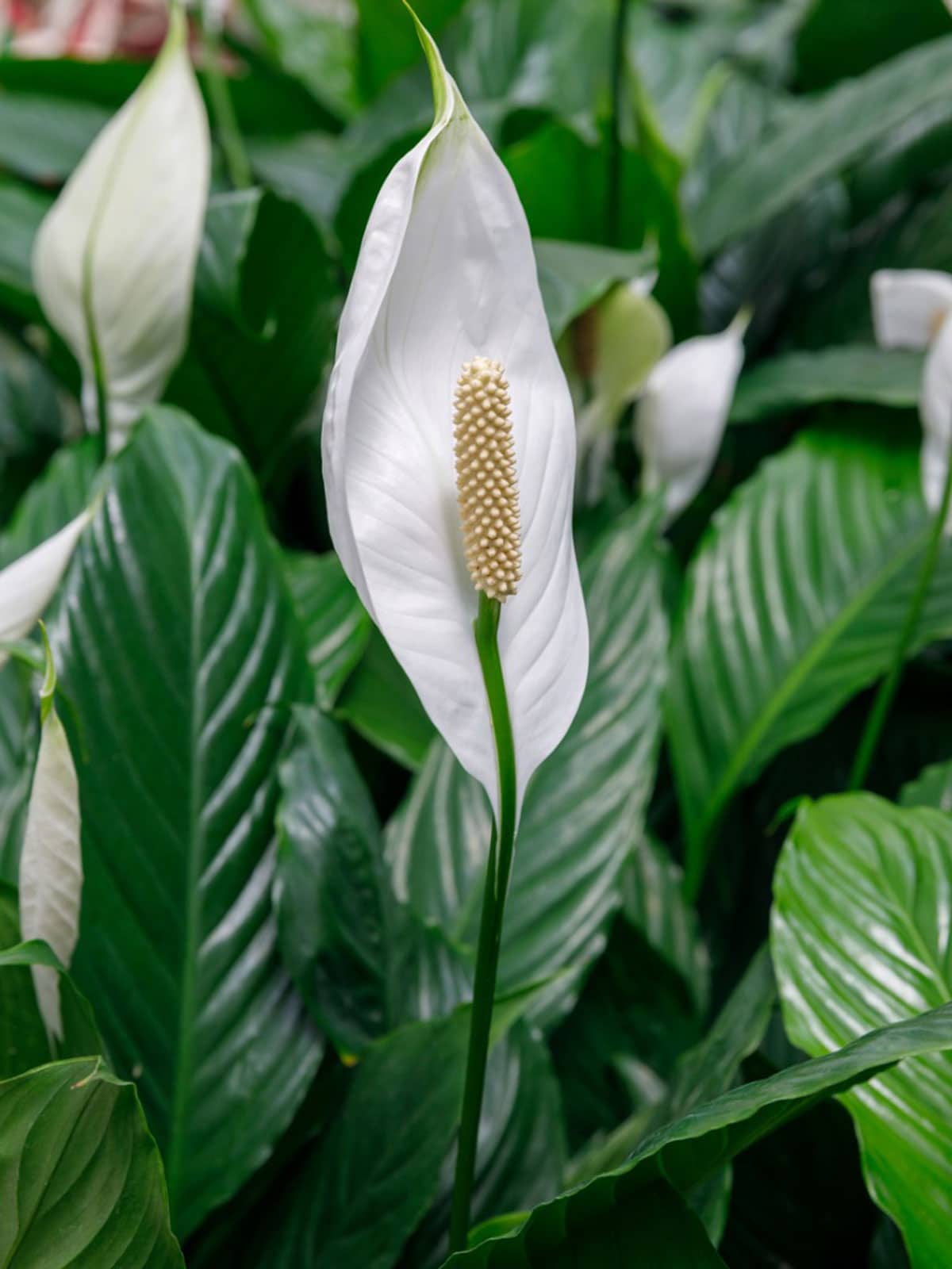 Peace-Lily-plant-Avec-on-H-Apartments-Spring-Growing