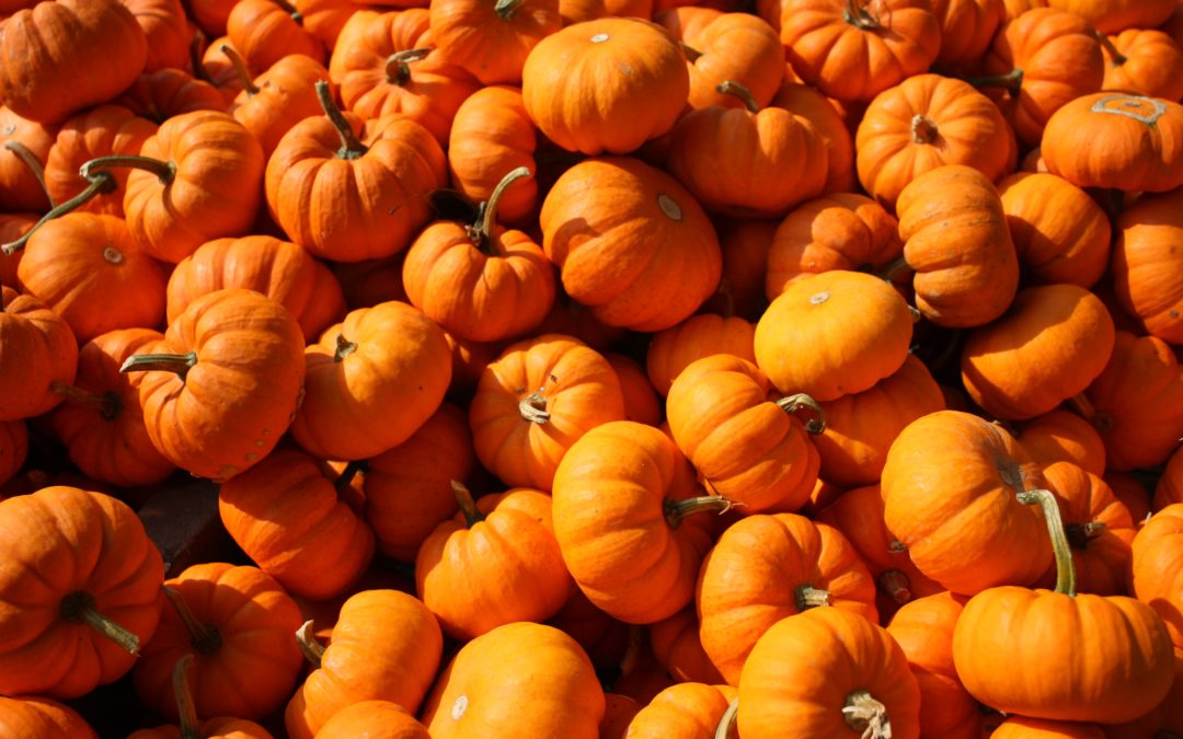 5 Pumpkin Desserts for the Fall Season