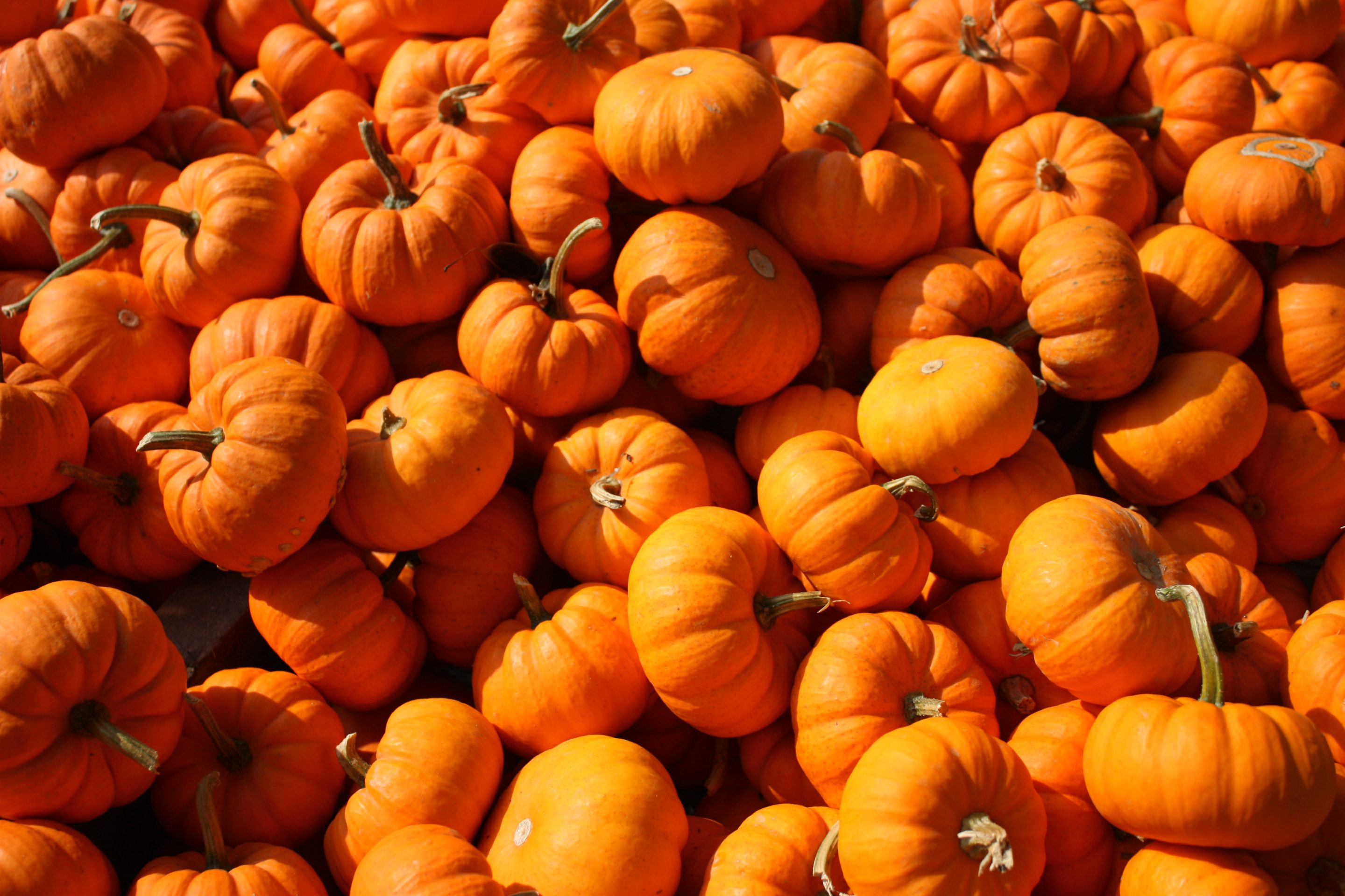 pumpking-recipes-desserts-fall-season