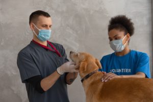 vet-examining-dog